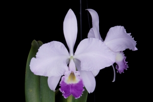 Cattleya trianae fma. coerulea Kimberly AM/AOS 80 pts.